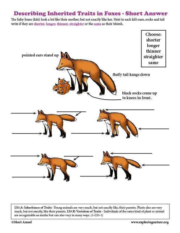 Describing Inherited Traits in Foxes (Grade1)