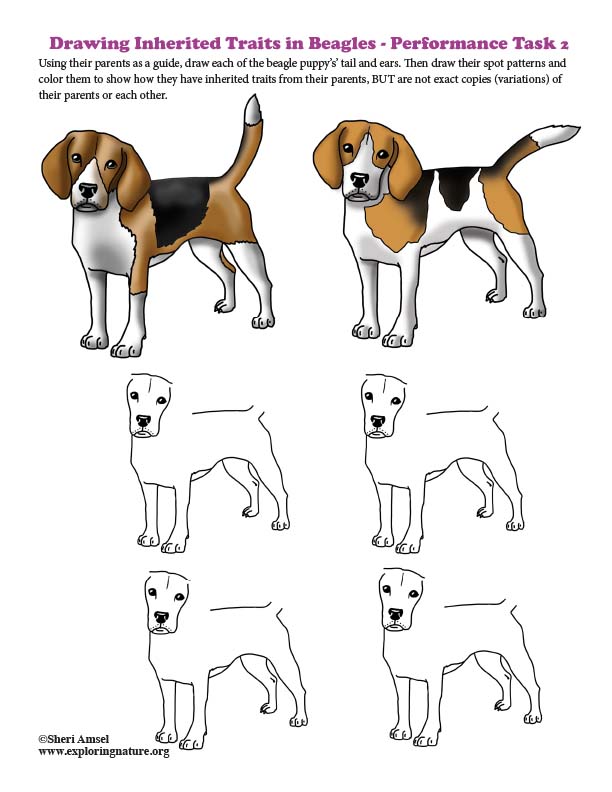 Drawing Inherited Traits in Beagles - Performance Task 2
