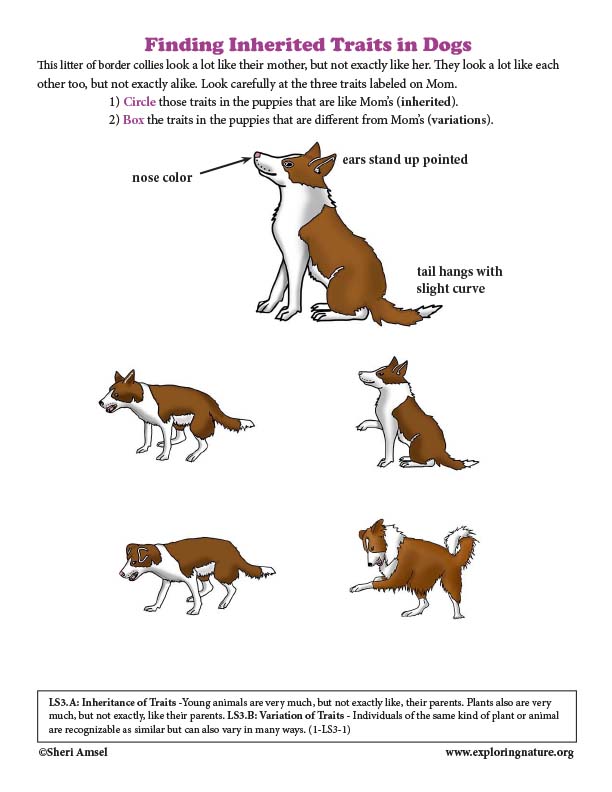 Finding Inherited Traits in Dogs (Grade1)
