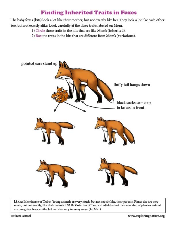 Finding Inherited Traits in Foxes (Grade1)