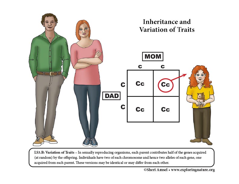 Inheritance and Variation of Traits Reading (6-8 Grade)