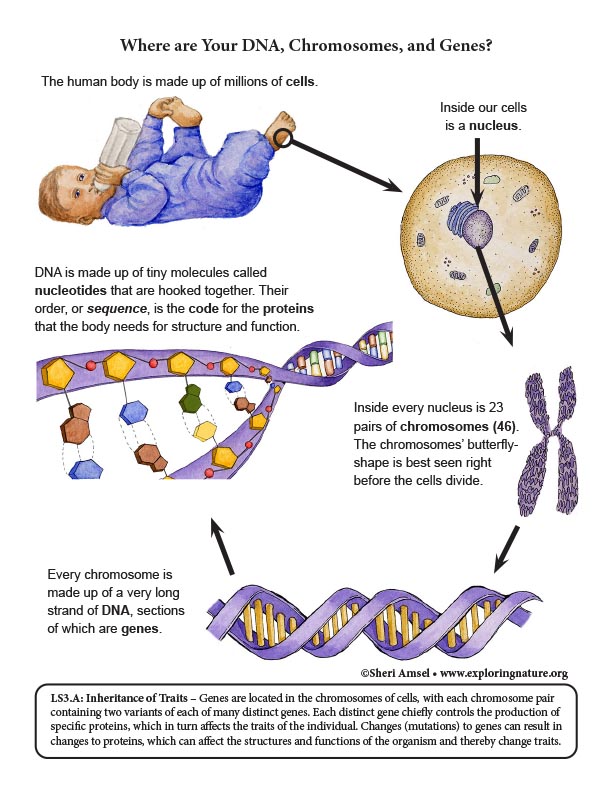 diagram of chromosome with gene