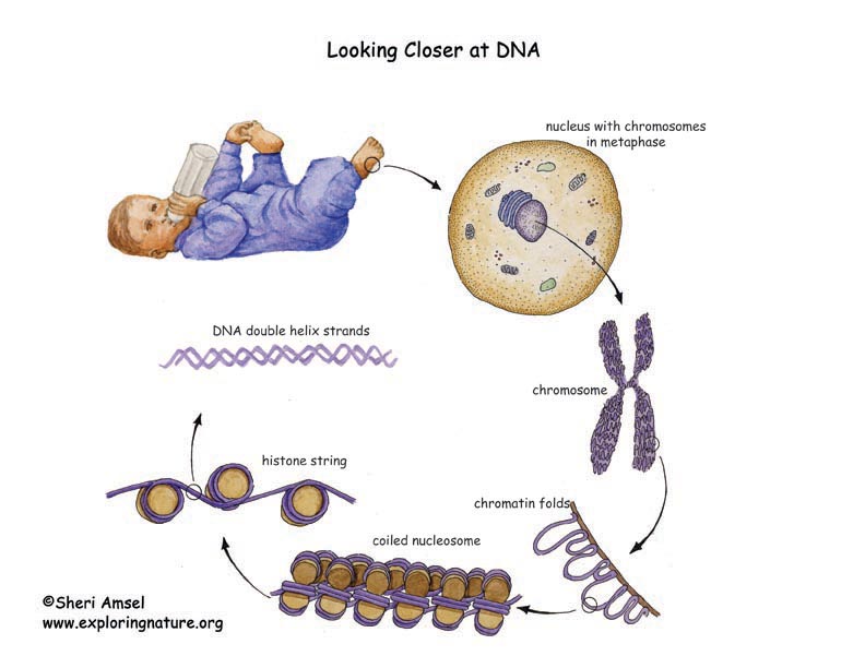 genome