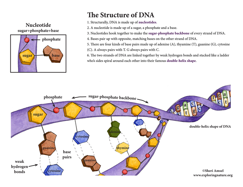 structure and function of dna assignment