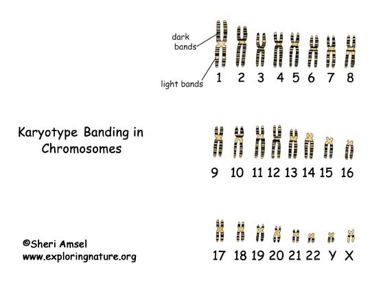 Chromosomes, Genes and Traits