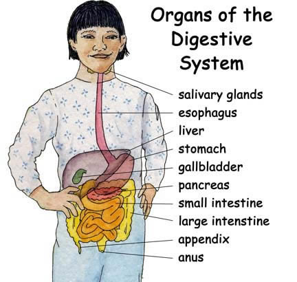 salivary glands
