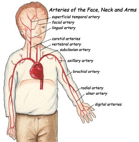 artery