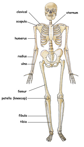 fibula -- Exploring Nature Educational Resource