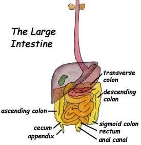 cecum