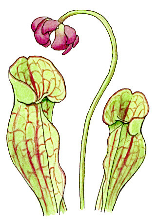 North American Pitcher Plant Fine Art Print of Watercolor Painting  Carnivorous Plant - Etsy Canada | Plant art, Plant drawing, Art prints