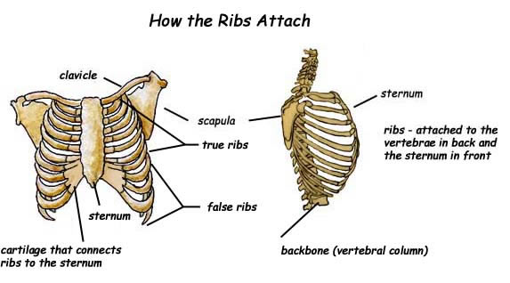 false ribs