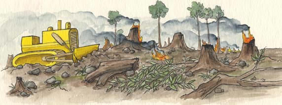 slash and burn