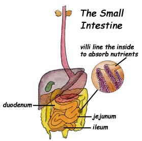 duodenum