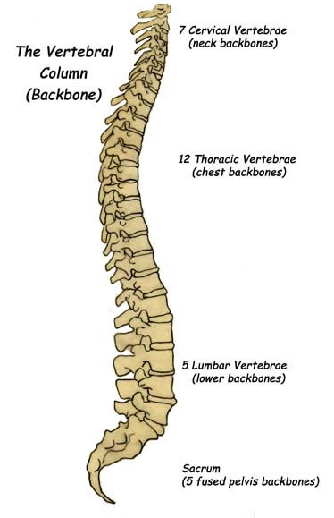 cervical vertebrae