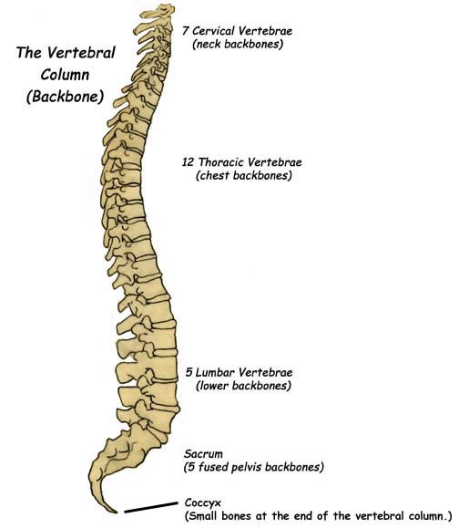 coccyx