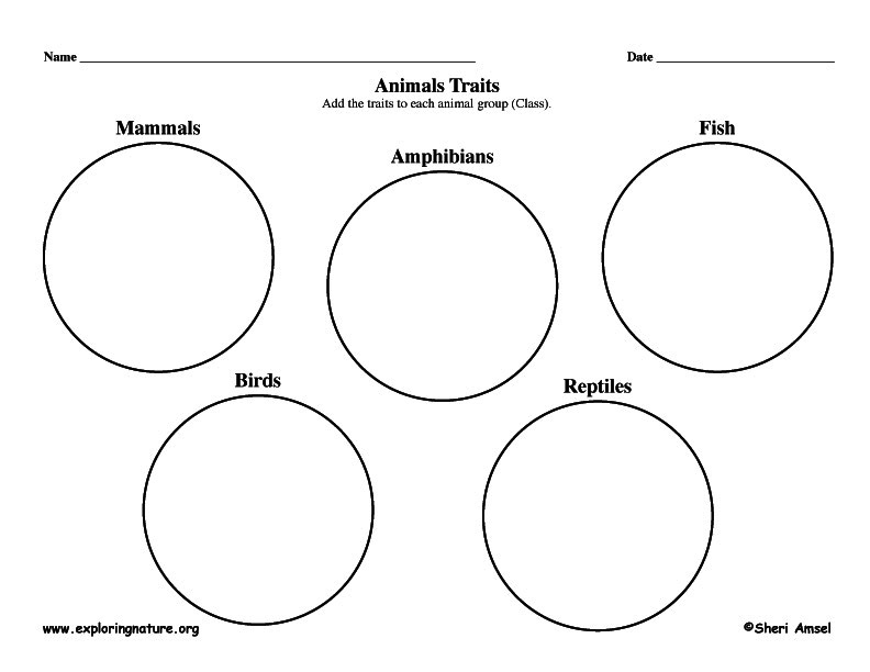 Animal Traits for Classification - Graphic Organizer