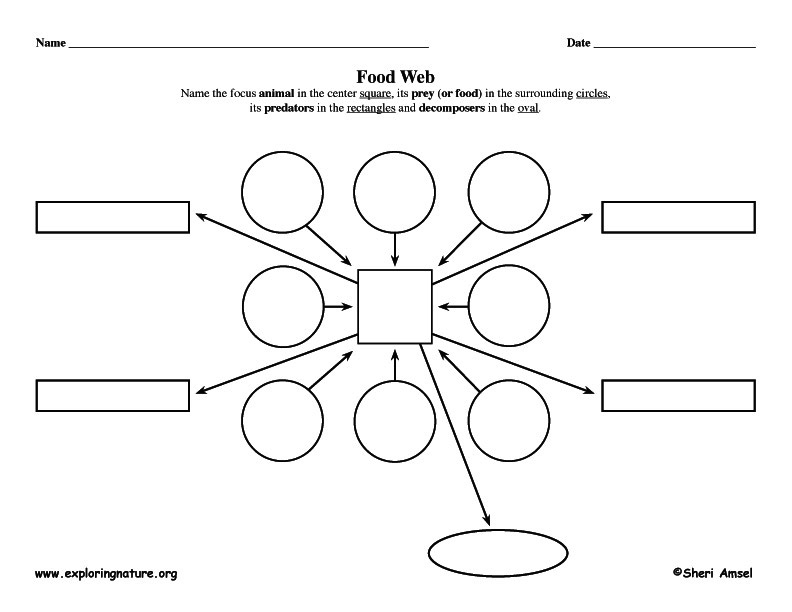 Food Web - Graphic Organizer