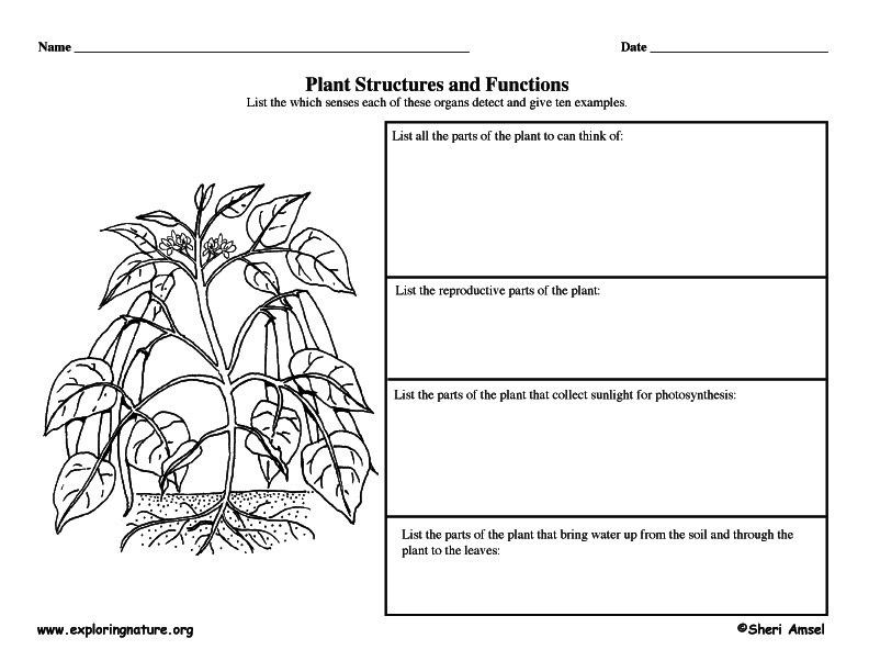 Plant Structures and Functions - Graphic Organizer