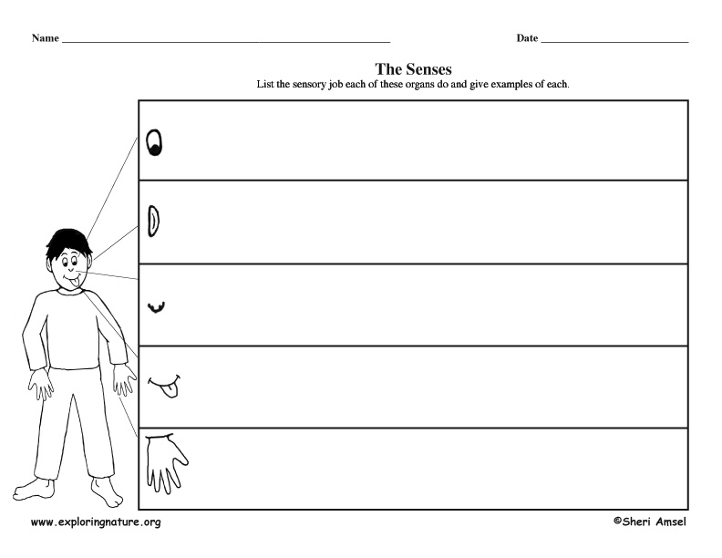 Five Senses - Graphic Organizer