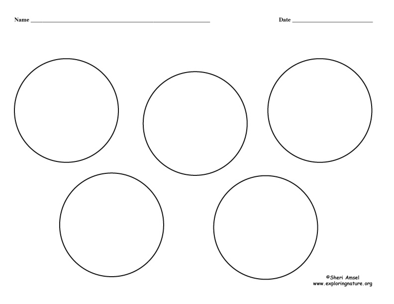 Generic graphic organizer five circle
