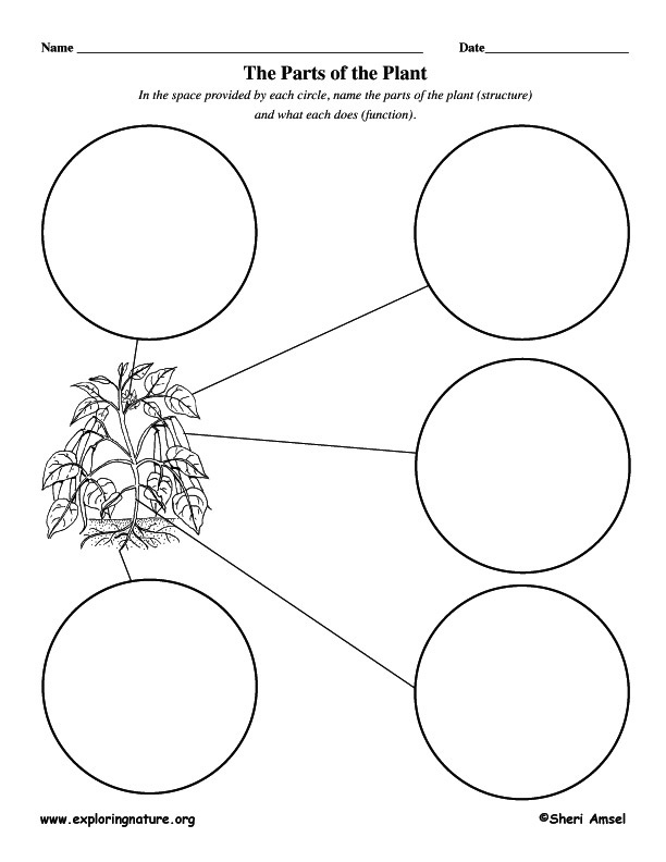 Graphic Organizer - Plant Parts and Jobs (Younger Students)