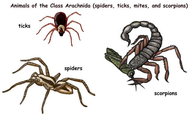 Arachnids | UPSC