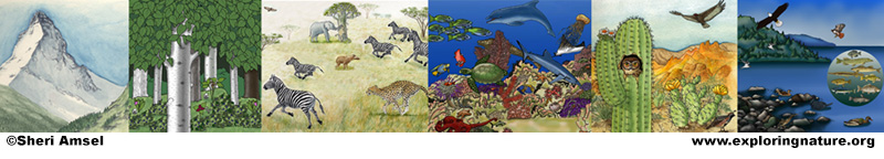 Biomes of the World, Habitats, rain forests, deserts, oceans, grasslands, forests, polar region, 