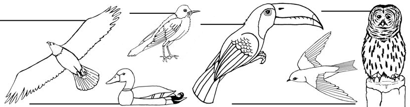 Bird Labeling Pages