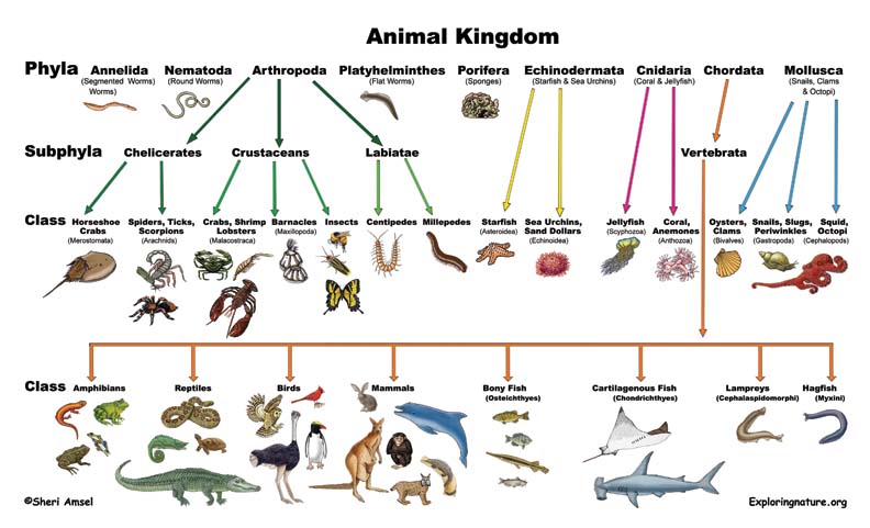 Echinodermata Classification Chart