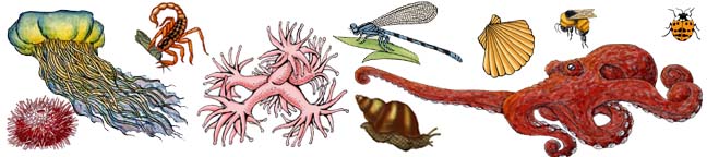 Invertebrate Animals for Life Science