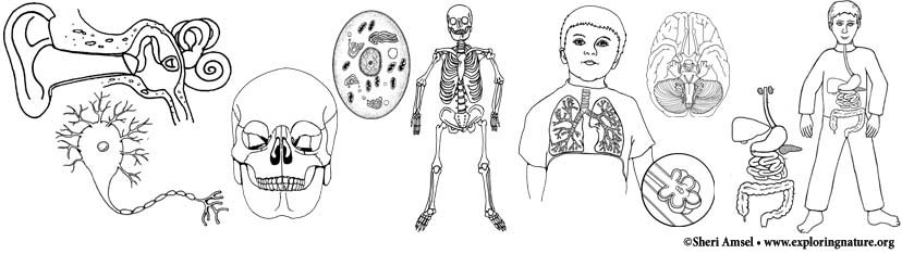 printable human cell coloring pages