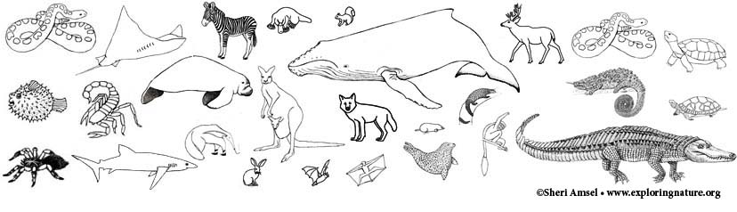 9300 Coloring Pages Of Different Animals Download Free Images