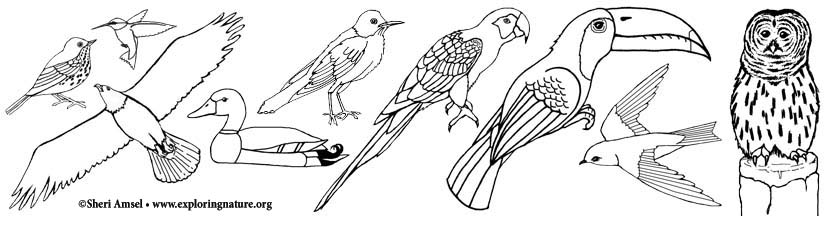 red wing black bird coloring pages