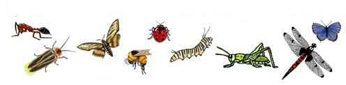Insect Traits - Multiple Choice Test