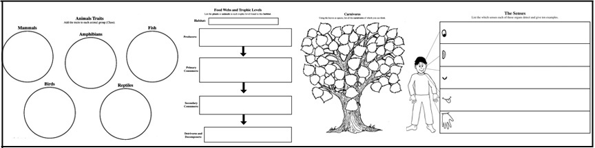 Trophic Levels - Graphic Organizer