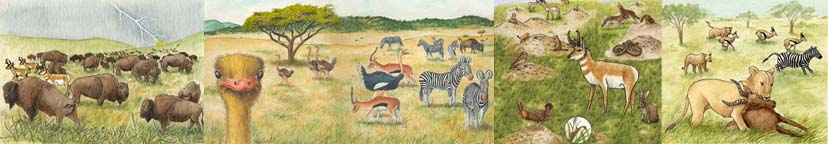 Grasslands of the World