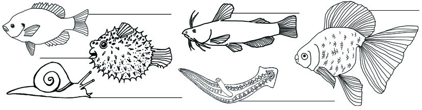 Other Animals Labeling Pages