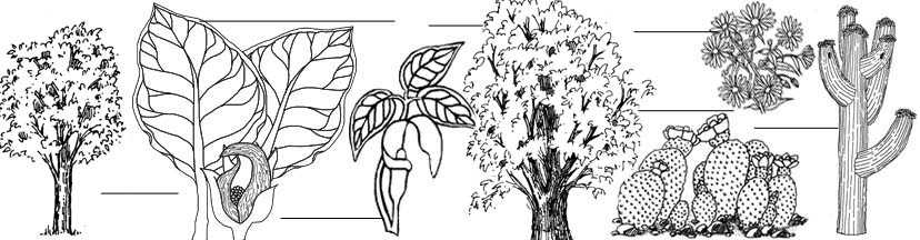 Plants Labeling Pages