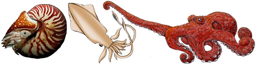 Squid, Octopus and Nautilus (Cephalopod Group)