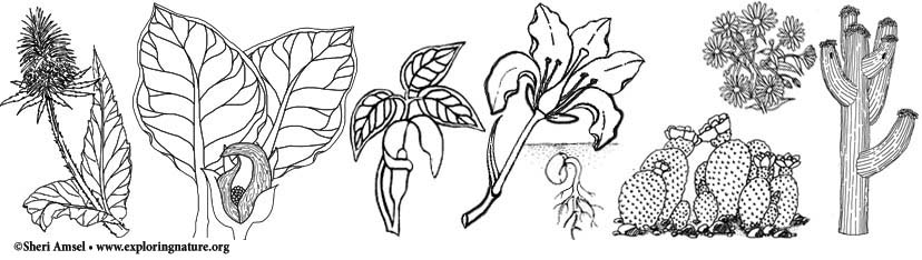 Download Plants Plant Science And Wildflowers Coloring Pages