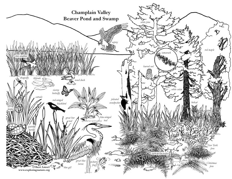 Mountain And Pond Coloring Poages 3