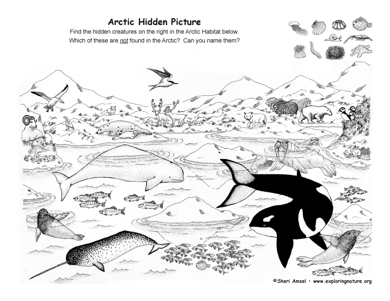 Science Coloring Pages Food Web Science Coloring Pages Food Web