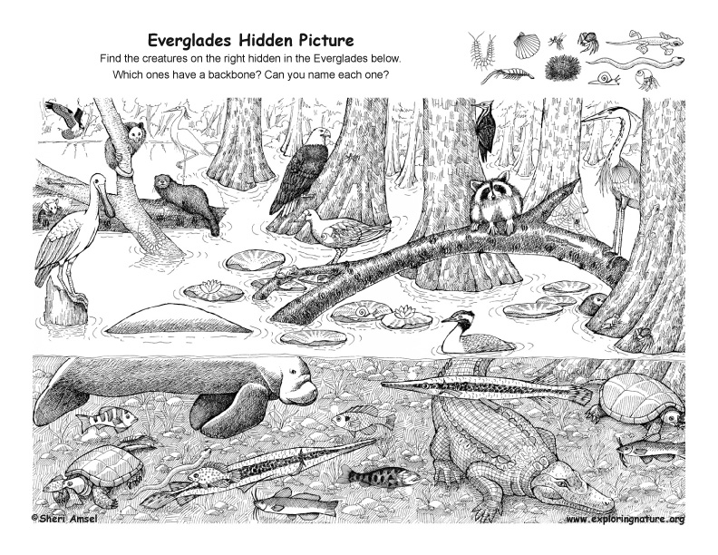 Everglades – Hidden Picture