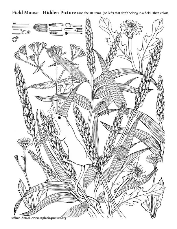 Field Mouse Hidden Picture