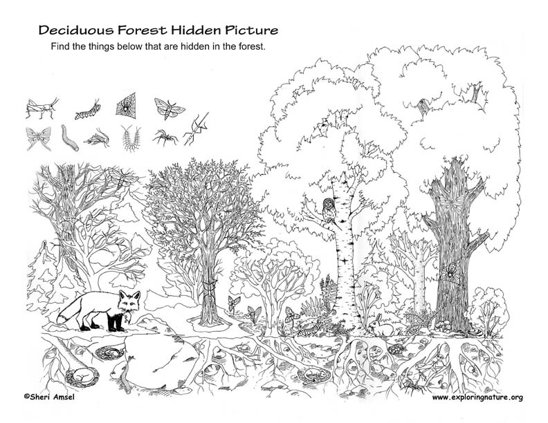 Deciduous Forest Hidden Picture Deciduous Forest Hidden Picture