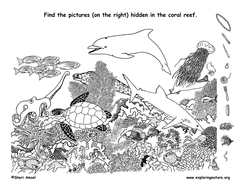 Coral Reef Hidden Picture