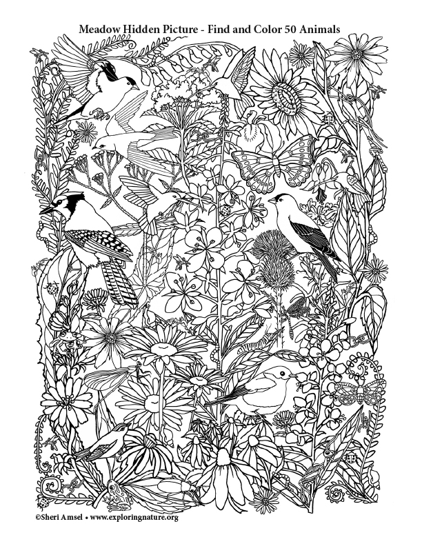Meadow Hidden Picture Meadow Hidden Picture