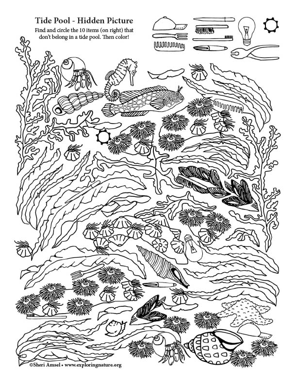 Tide Pool Hidden Picture