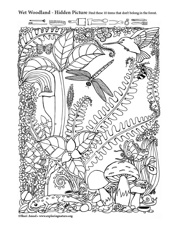 Wet Woodland Hidden Picture Wet Woodland Hidden Picture
