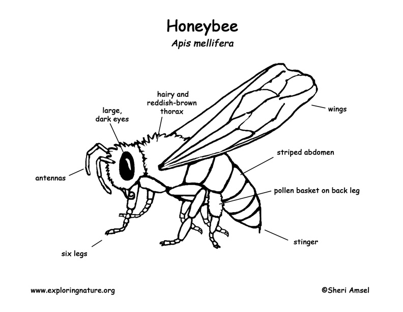 Honeybee Labeling Page